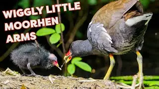 Wiggly Little Moorhen Arms! / A Wildlife Photography Vlog