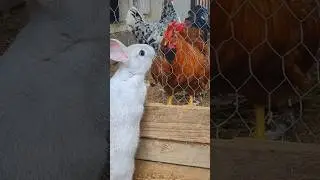 Did This Rabbit Get Attacked? #rabbit