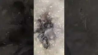 Новые крольчата Baby Bunny #bunny #кролики #rabbit #деревня #животные