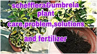 schefflera plant care//(ornamental) How to grow schefflera plant for cutting//umbrella plants propag