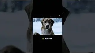 One Dog Chose Kindness Over Cruelty
