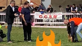 معرض الراعي الألماني 🐕 Exposition de berger allemand ccba 2020