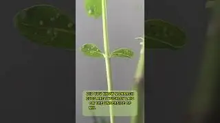 Did you know monarch eggs... #insectfacts #monarchcaterpillars #insecttales #monarchbutterfly