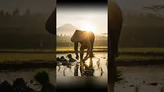 KECAPI SULING SUNDA - ALAM PARAHYANGAN