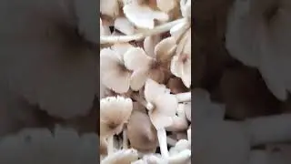 Delicious wild mushrooms from Rural Ceylon....  🍄