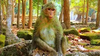 The Best Mix: A very not mommy&rsquo;s diving into the stained pond with green plants.@monkeynaturekh