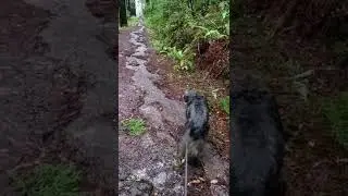 Jack in the Redwoods in the rain