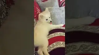 spitz nain loulou 😏😍😍😍😍🥰🥰🥰🥰❤️❤️❤️❤️❤️❤️❤️❤️❤️❤️