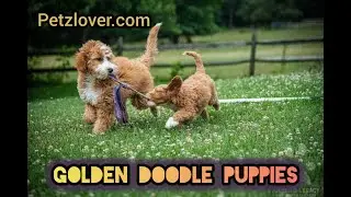 Goldendoodle Puppy Madness, Non-Stop Fun                         #goldendoodle, #goldendoodlepuppy,