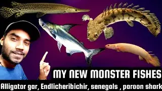 My New monster fish aquarium setup of Alligator gar Endlicheribichir paroon shark  @indianfishguy 