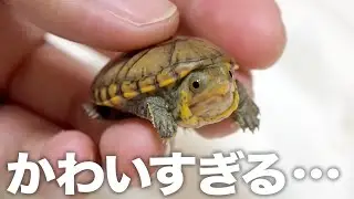 かわいすぎる水棲生物たちをお迎えしました