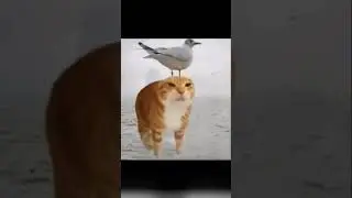 #memes #funny #automobile #duet #catvideos #music
