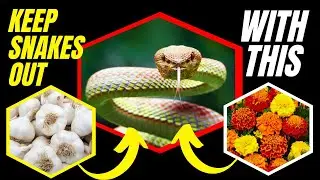 Best Thing to Put in Your Yard to Keep Snakes Away 🐍🌿