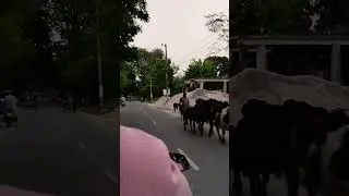 ভাইরাল বাইক #viral#song#edit#travel#trending#video#shorts#reels#love#funny#foryou#shortvideo#viral