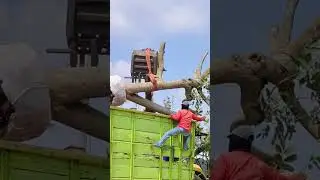 pohon higilia pohon untuk bahan taman
