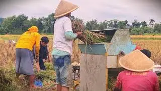 Grain King: Processing Rice Fast with This Reliable Tool _FarmersLife _Shorts