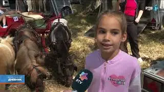Revija paradnih zaprega u Novom Bečeju