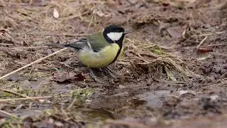 Большая синица (Parus major) пьёт талую воду