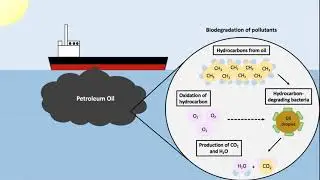 Microbial biodegradation | Wikipedia audio article