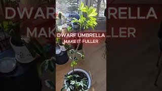 How to Make an Umbrella Plant (Schefflera) Fuller 🌿