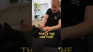 Full Body Chirporactic Adjustment for Kitten with Humped Back.