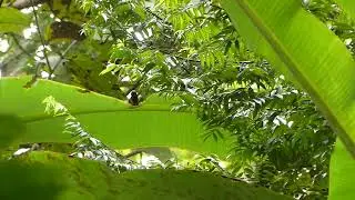 american Redstart male bathing in a banana leaf #birds #shorts