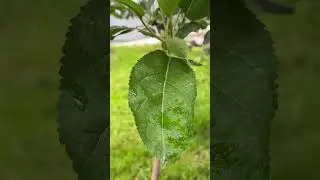 #apple #leaf #beauty #shorts