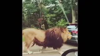 Huge lion walking on forest road between tourist vehicles #shorts #huge #lion #walking #forest #road