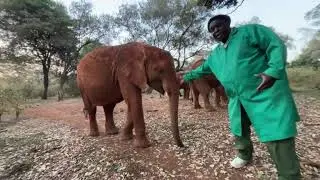 LIVE: Wake up with our Nursery herd! | Sheldrick Wildlife Trust