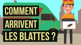 Comment arrivent les blattes ? Pourquoi il y a des cafards dans votre logement ?
