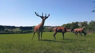 Inzofalle   Deer Farm in Nassogne