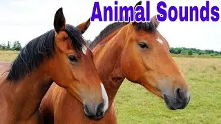 Animal Sounds for Children 🐮🐴| 20 Amazing Animals| Mr Donkey