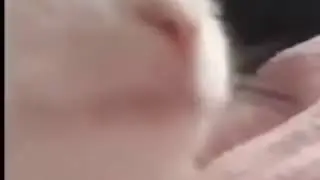 cat vibing  Original