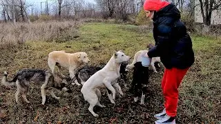 Hungry Stray Dogs Trying to Survive on the Wasteland this Cold Period