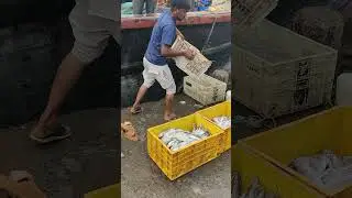 Harbour Life | Fish Unloading Process: From Harbour to Market | #indianfisheries #harbour