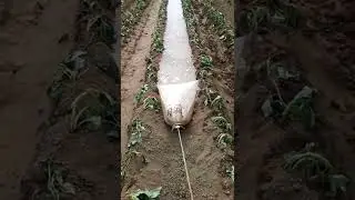 Smart Farmer Waters Sweet Potato Fields Like This#satisfying #short