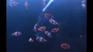 Baby Lightning Maroon Clownfish update!