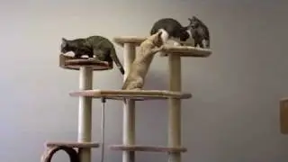 Troy Cat Tree by Kitty Mansions