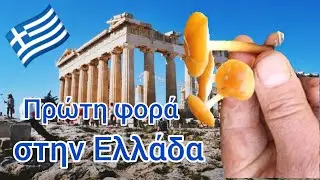Ένα σπάνιο μανιτάρι. Flammulina ononidis.