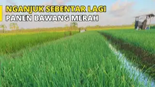 Sebentar Lagi Nganjuk Akan Panen Bawang Merah Apitan. Harga Bawang Merah Akan Turun Lagi?