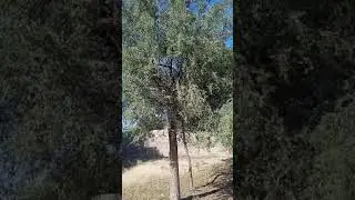 khejdi - people sacrify for tree at Rajasthan