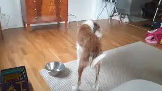 Rollo the hungry dog