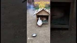 Trouble duck #animals #animalfacts #duck #dog #fireworks