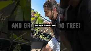 Манговое дерево в горшке своими руками! 🥭 креативное объяснение