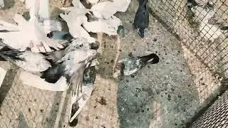 VIP कबूतर पकड़ा 👌 जोडो वाली Mada kabutar Pakda | Monu pigeon club | pigeon #videos # Kabutar 