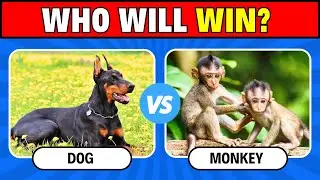 Guess The ANIMAL Who Will Win The Fight! | Which Animal is Strong?