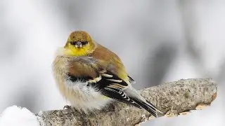 How do birds stay warm in the winter?!?