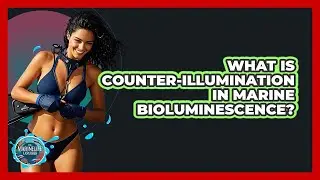 What Is Counter-illumination In Marine Bioluminescence? - The Marine Life Explorer
