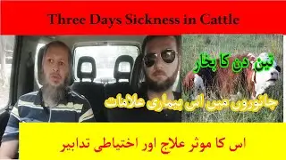 exclusive discussion on Three days Sickness!! Bovine Ephmeral Fever (BEF)