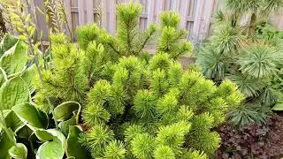 ХВОЙНАЯ КОЛЛЕКЦИЯ: Pinus mugo Ophir